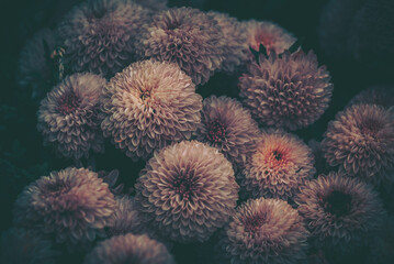 Beautiful Pink Dahlia Flower Field background.