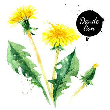 Hand drawn watercolor dandelion flower vector illustration. Painted sketch botanical herbs isolated on white background .