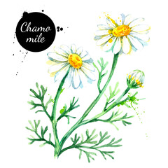 Hand drawn watercolor chamomile flower vector illustration. Painted sketch botanical herbs isolated on white background
