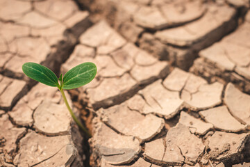 Growth of trees in drought crisis, Living with tree drought.