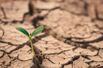 Growth of trees in drought crisis, Living with tree drought.