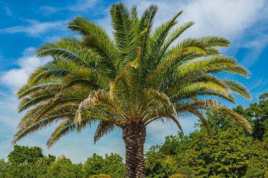 Silver date palm (Phoenix sylvestris robustra) also known as Indian date, sugar date palm or wild date palm. 