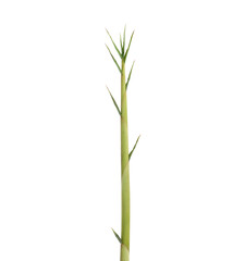 Fototapeta na wymiar Bamboo shoots, isolated on a white background.