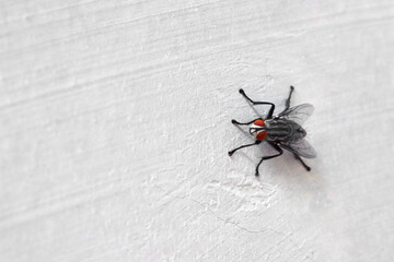 Fly on the cement wall