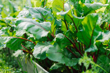 Obraz premium Green beet leaves with red stems. Beets in the garden. Young beets in the spring.
