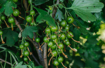 Green currant berries.The currant Bush, and unripe berries.