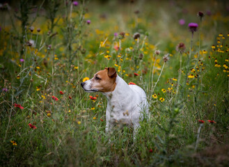 A cute dog, Jack Russell Terrier, standing in the wild flowers.