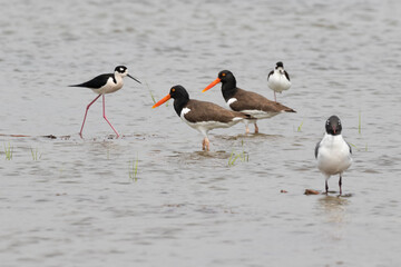 The couple of american oystercatchers (Haematopus palliatus) fishing
