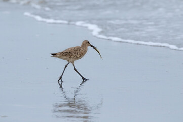 Willet (Tringa semipalmata on the beach, Galveston Island, Texas, USA