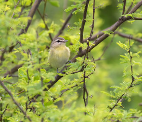 The warbling vireo (Vireo gilvus) in the fresh green sprin foliage