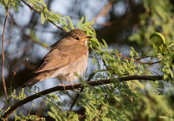 The gray-cheecked thrush ( Catharus minimus) in Texas during spring migration