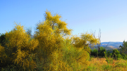 Large yellow flowering shrub in Spanish countryside
