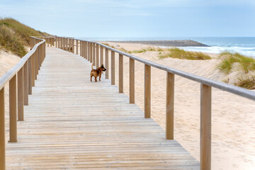 Fototapeta na wymiar Wooden path at over sand dunes with ocean view and dog on it. Wooden footbridge of Costa Nova beach in Aveiro, Portugal.