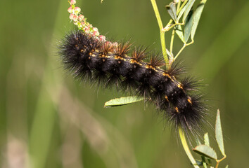 The salt marsh moth (Estigmene acrea) caterpillar close up..