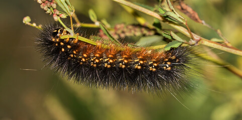 The salt marsh moth (Estigmene acrea) caterpillar close up..