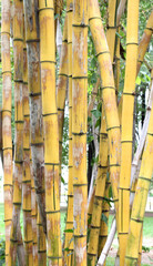 Yellow bamboo.