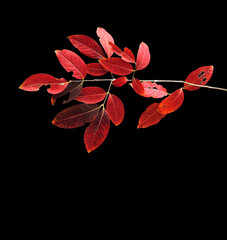 Red leaves on a black background.