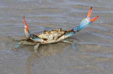 Blue crab (Callinectes sapidus) close up, Texas, Galveston