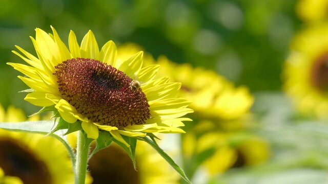 杉の花粉 ③ 花粉対策の新提案”100％国産素材のすぎひのきドリンク 商品詳細