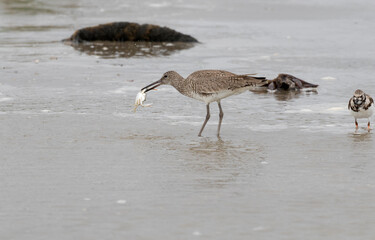 Willet (Tringa semipalmata) eating the crab, Galveston Island, Texas, USA
