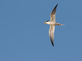 The least tern flying over the Galveston Bay