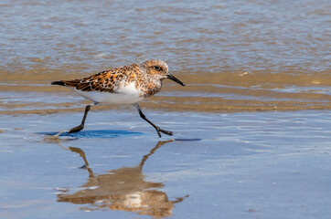 Running Sanderling In Summer Plumage