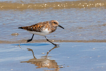 Sanderling In Summer Plumage Running