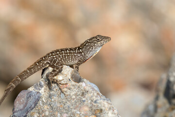 The brown anole (Anolis sagrei) is invasive to Texas