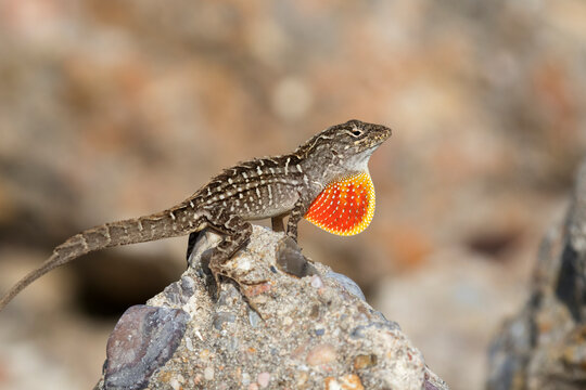 The brown anole (Anolis sagrei) posing with inflate throat