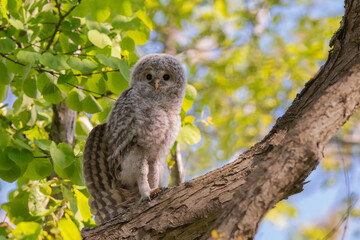 エゾフクロウの幼鳥