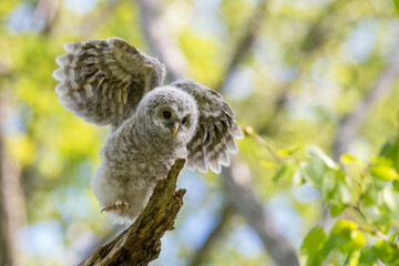Obraz premium エゾフクロウの幼鳥