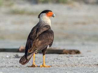 Northern crested caracara (Caracara cheriway) on the beach, Galveston, Texas.
