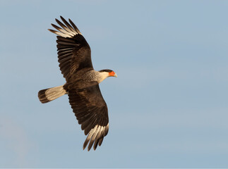 Northern crested caracara (Caracara cheriway) flying in the sky