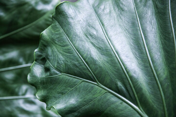 Green tropical leaves creating patterns.