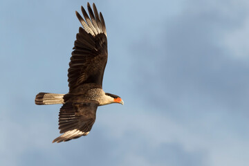 Northern crested caracara (Caracara cheriway) flying in the sky
