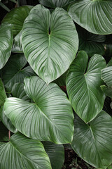Fototapeta premium Green tropical leaves creating patterns.