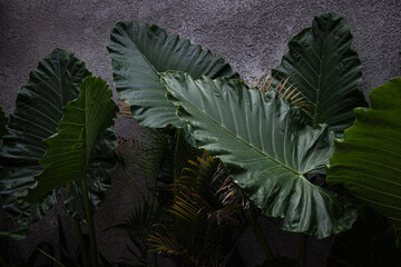Gray concrete wall with green tropical leaves in front.