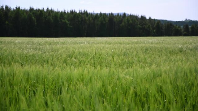 Green wheat field moving in the wind