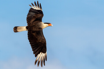 Northern crested caracara (Caracara cheriway) flying in the sky