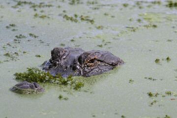 The American alligator camouflaging