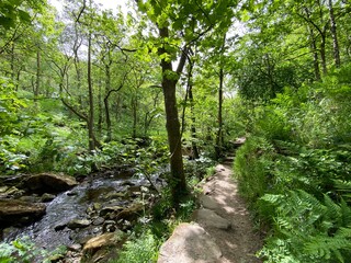 Forest footpath with old trees and a stream in, Hardcastle Crags, Hebden Bridge, Yorkshire