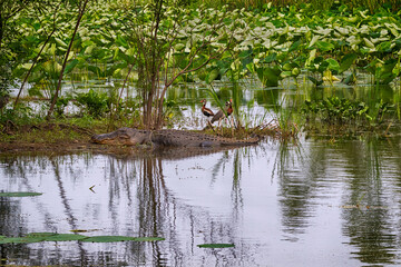Obraz premium The landscape with a big american alligator and birds at Brazos Bend State Park