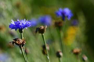 Close-up of clover flowers that have bloomed and shriveled in the garden.