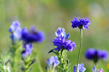 Close-up of clover flowers blooming in the garden.