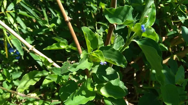 Close up Commelina diffusa (climbing dayflower or spreading dayflower) with a natural background. It is a pantropical herbaceous plant in the dayflower family. Grass with a small blue flower.