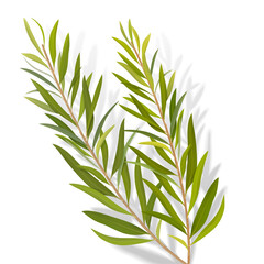 Obraz premium Set of tea tree leaves