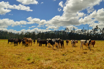 Cattle Raising in Colombia