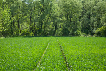 A path in a field of green wheat