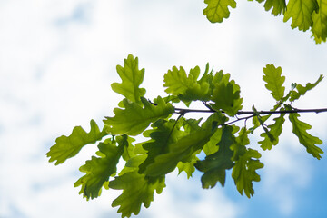Selective focus shot of green oak leaves on the cloudy sky background