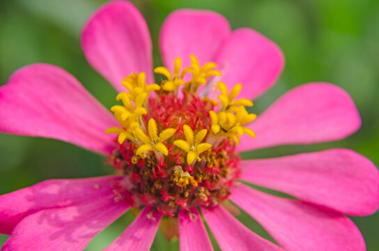 Yellow pollen of pink Zania flower on green background